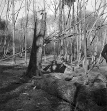 WW 2: air attack, destroyed forest, impact, crater, 1945.