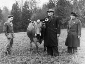 Hungarian men with brown cattle, Uerikon 1956.