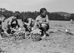 WW 2: potato harvest, Flaach 1942.