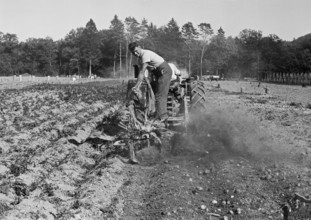 WW 2: potato harvest, Flaach 1942.