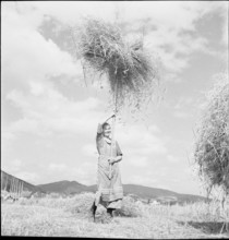 WW 2: grain crop, harvest, Rhine Valley 1941.