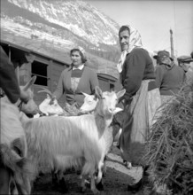 Goats infected by the malta fever in the Ferret valley, 1958.