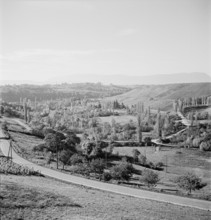 Landscape, road, roadside poplars near Dardagny;  1952.