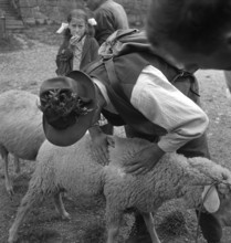 Separation of the sheep in autumn, 1941.