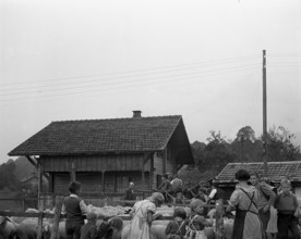 Separation of the sheep in autumn, 1941.