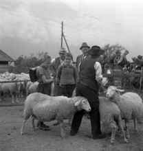 Separation of the sheep in autumn, 1941.