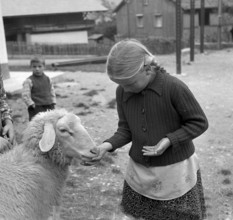 Separation of the sheep in autumn, 1941.