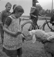Separation of the sheep in autumn, 1941.