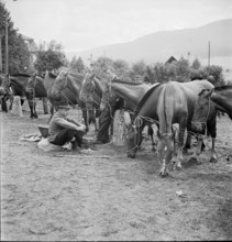 Horse market of Chaindon-Reconvilier, 1941.