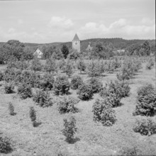 Vine and fruit trees in front of Kaiserstuhl, 1955.
