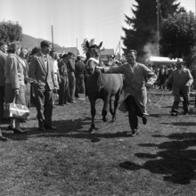 Horse market of Chaindon-Reconvilier, Presentation 1959.