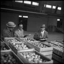 Fruit trade at Veiling, fruit auction in Burgdorf 1960.