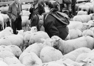 Separation of the sheep in autumn in Riffenmatt, 1970.