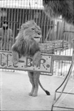 Lions training 1969.