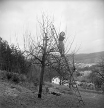 Arborist doing tree-cut; 1947.