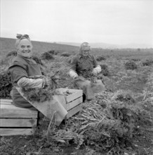 Women harvesting carrots in the canton Vaud, 1957.
