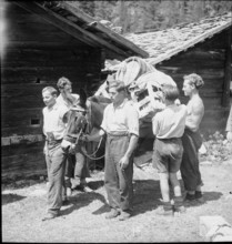Pack donkey; 1944.