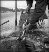 Ice fishing on the Lac de Joux 1945.