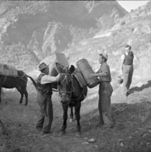 Heidenwein: mule loading at vintage, 1956.