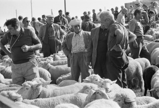 Separation of the sheep in autumn, Riffenmatt 1973.