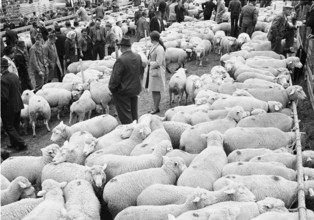 Separation of the sheep in autumn in Riffenmatt, 1970.