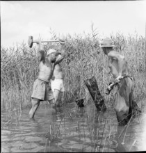 WW2: Melioration, land reclamation on Lake Neuchâtel, 1944