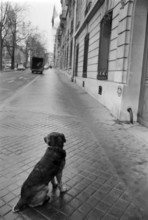 1975, Paris, Boulevard with dog.