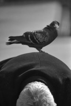 1975, Paris, Marais,  old man with pigeons.