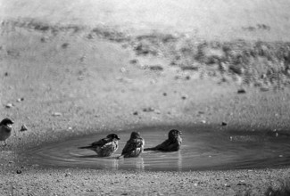 1975, Paris, Marais,  old man with pigeons.