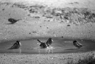 1975, Paris, Marais, sparrows and puddle.