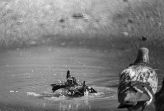 1975, Paris, Marais, sparrows and puddle.