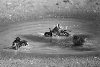 1975, Paris, Marais, sparrows and puddle.