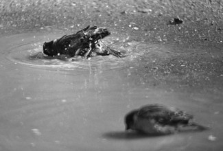 1975, Paris, Marais, sparrows and puddle.