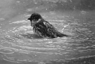 1975, Paris, Marais, sparrows and puddle.