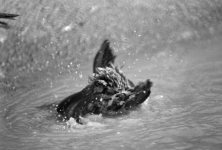 1975, Paris, Marais, sparrows and puddle.