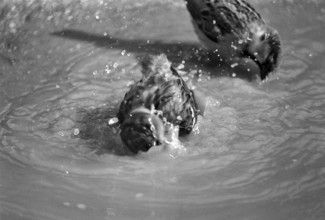 1975, Paris, Marais, sparrows and puddle.
