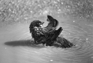 1975, Paris, Marais, sparrows and puddle.