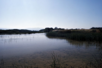 Nature, Italy, region of Basilicata-Calabria 1975 Mouth of the river Crati Regional Park.