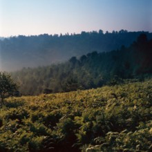 Nature, Italy, region of Puglia 1975 Foresta Umbra.