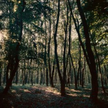 Nature, Italy, region of Puglia 1975 Foresta Umbra.
