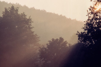 Nature, Italy, region of Puglia 1975 Foresta Umbra.