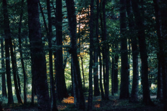 Nature, Italy, region of Puglia 1975 Foresta Umbra.
