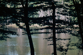 Nature, Italy, region of Puglia 1975 Foresta Umbra.