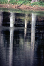 Nature, Italy, region of Puglia 1975 Foresta Umbra.