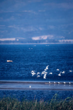 Nature, Italy, region of Puglia 1975 Lago di Lesina (Lesina lake).