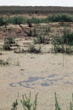 Nature, Italy, region of Puglia 1975 Paludi del Tavoliere (Tavoliere marshes).