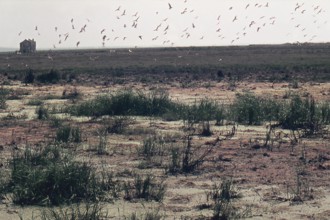 Nature, Italy, region of Puglia 1975 Paludi del Tavoliere (Tavoliere marshes).