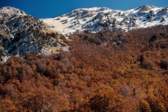 Nature, Italy, region of Calabria 1975 Comprensorio del Pollino - Monte Pollino (Pollino