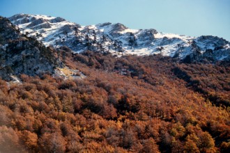 Nature, Italy, region of Calabria 1975 Comprensorio del Pollino - Monte Pollino (Pollino