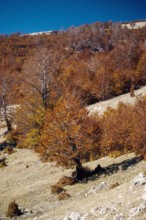 Nature, Italy, region of Calabria 1975 Comprensorio del Pollino - Monte Pollino (Pollino